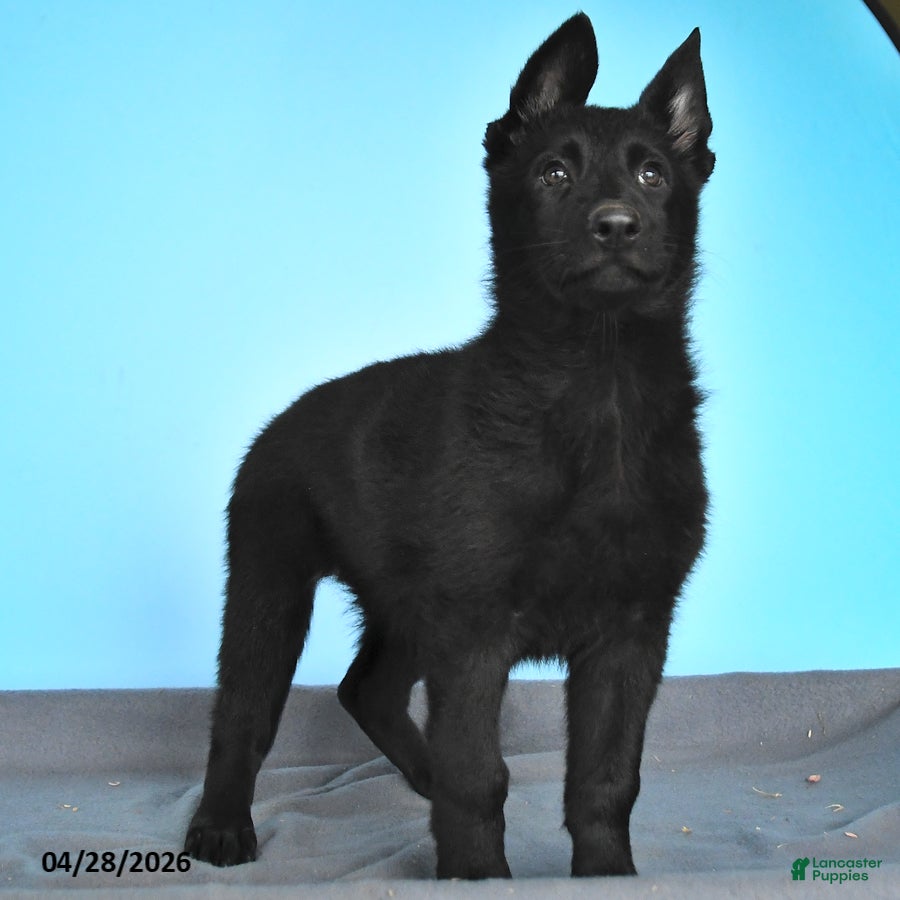 German Shepherd dogs Daffodil - Ad 2