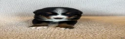 Bernese Mountain Dog dogs for sale: Grey - Ad 1