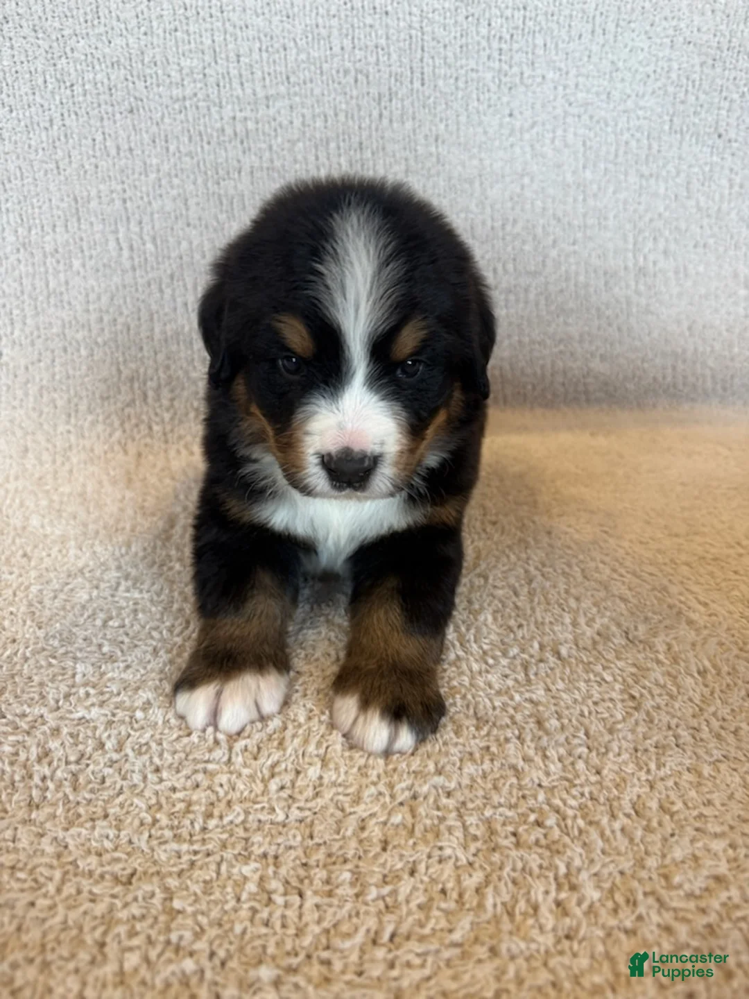 Bernese Mountain Dog dogs for sale: Grey - Ad 1