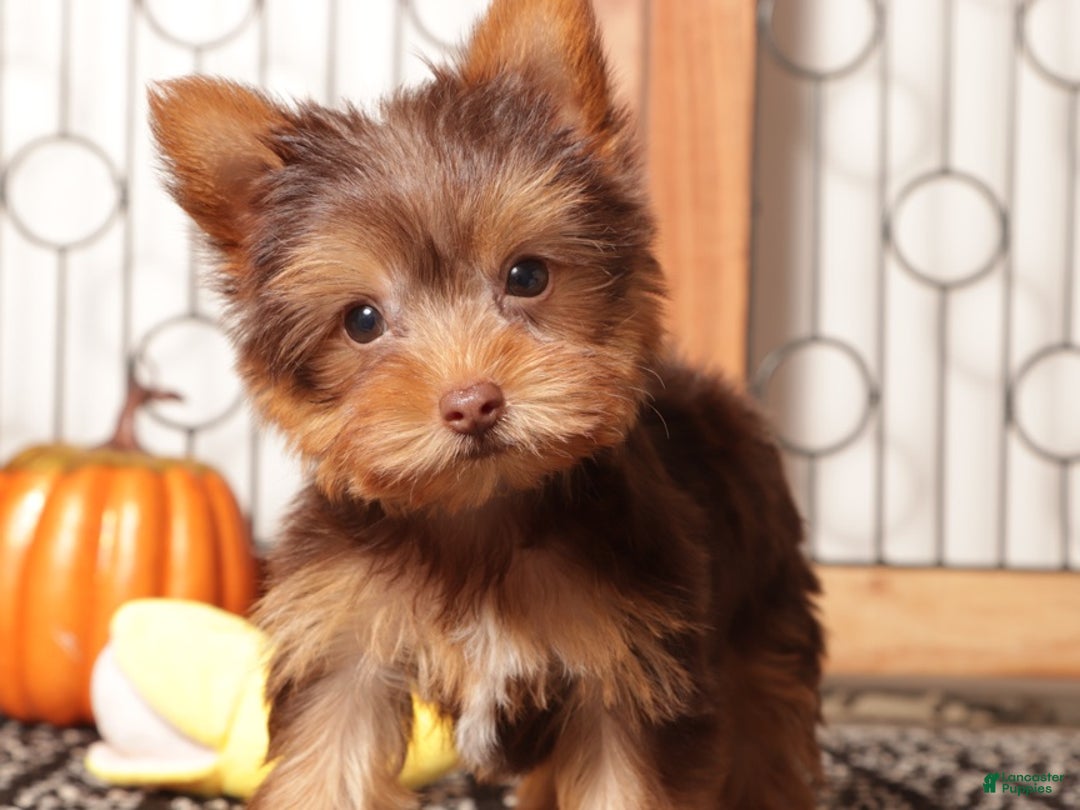 Yorkshire Terrier dogs for sale: Candy Chocolate Teacup Yorkie  - Ad 1