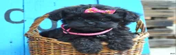 Shihpoo dogs for sale: Samantha  - Ad 6