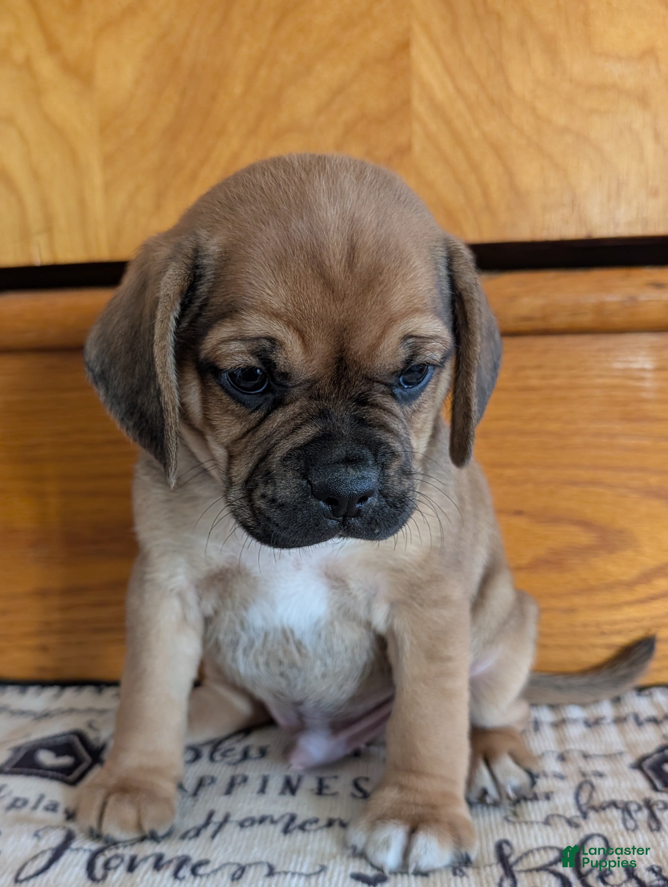 Puggle dogs Kenny  - Ad 2