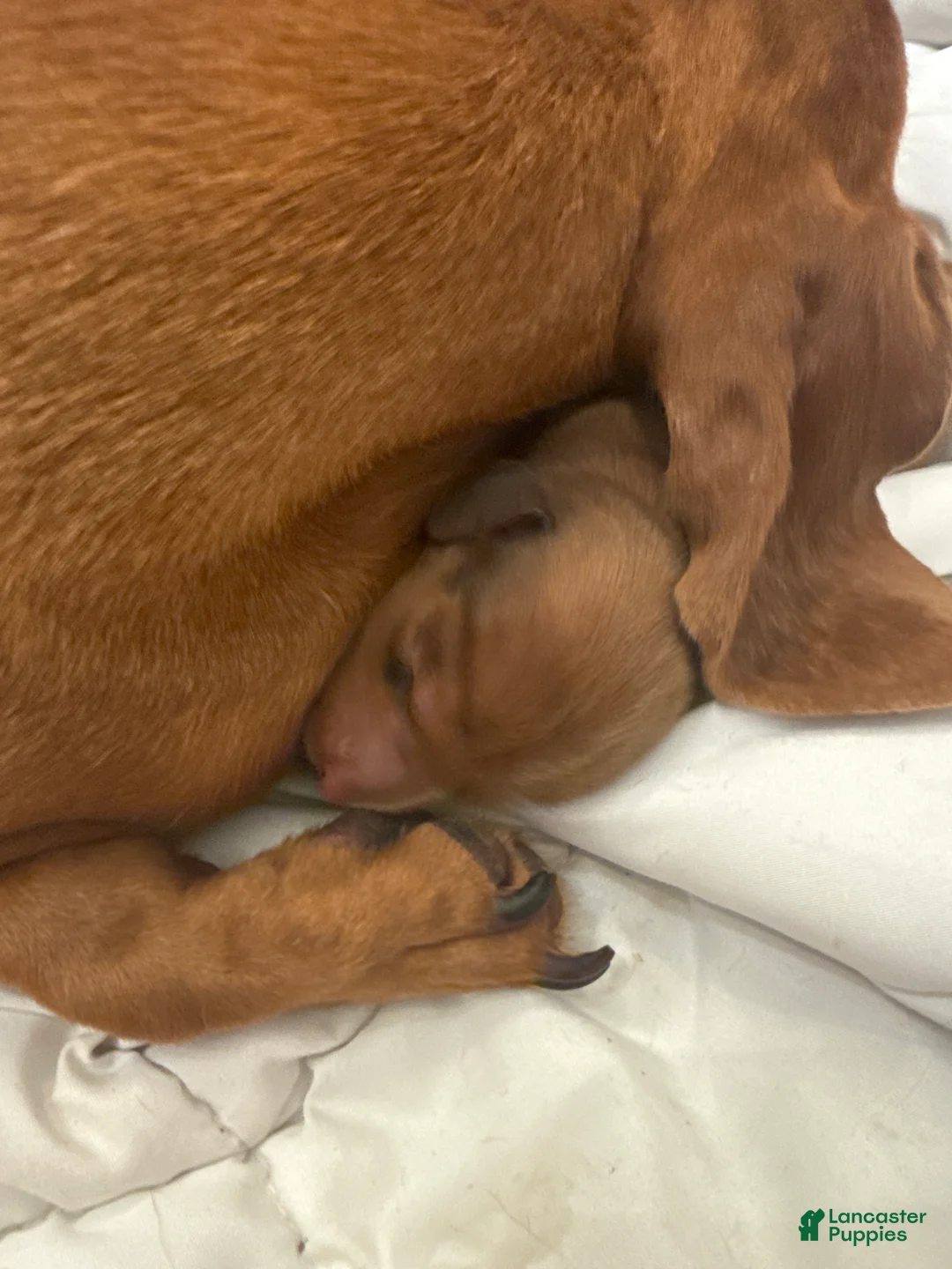 Miniature Dachshund dogs for sale: Miniature Dachshund Puppy 1 - Ad 2