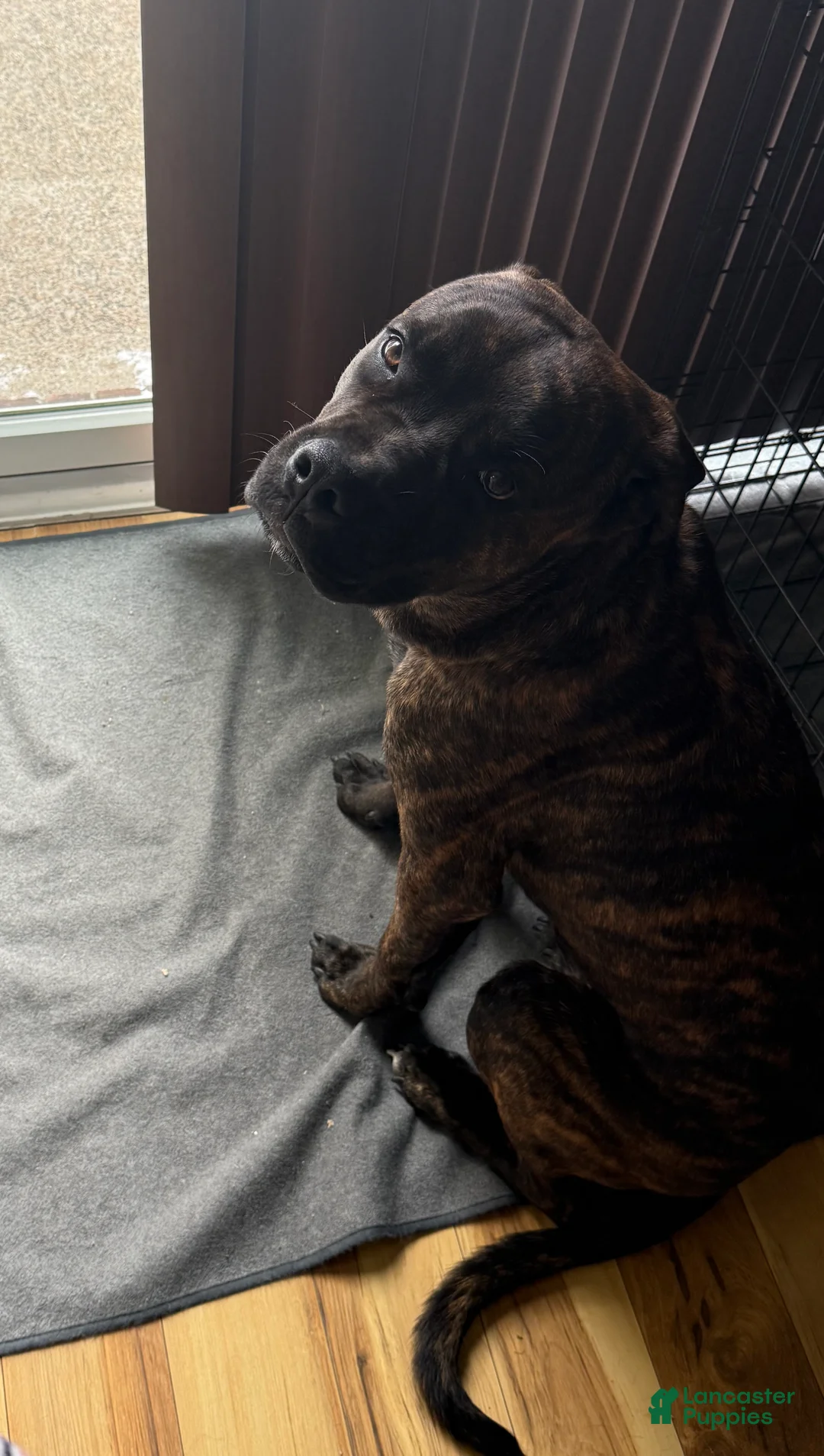 Mixed Breed dogs for sale: Mixed Breed Puppy 1 - Ad 6