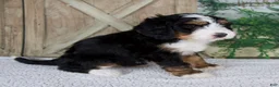 Mini Bernedoodle dogs for sale: Tyler - Ad 2
