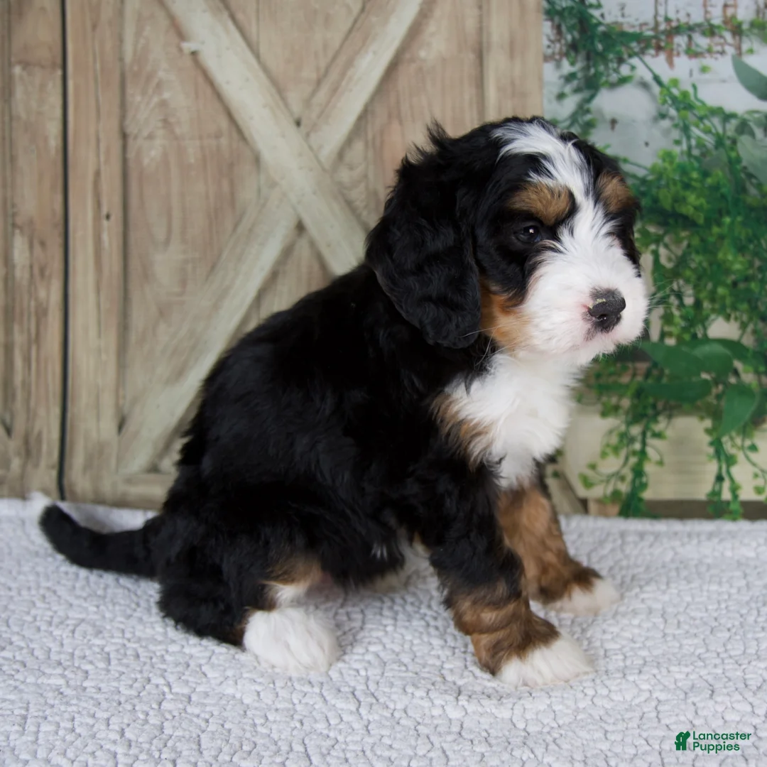 Mini Bernedoodle dogs for sale: Tyler - Ad 2