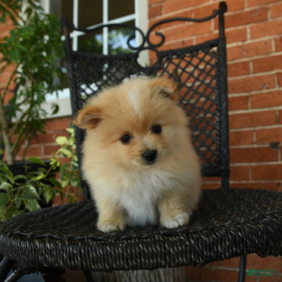Pomeranian dogs for sale: Garfield - Ad 1