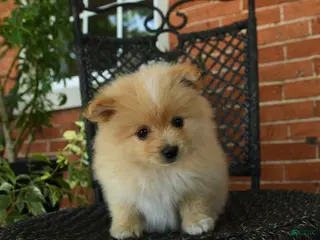 Pomeranian dogs for sale: Garfield - Ad 1