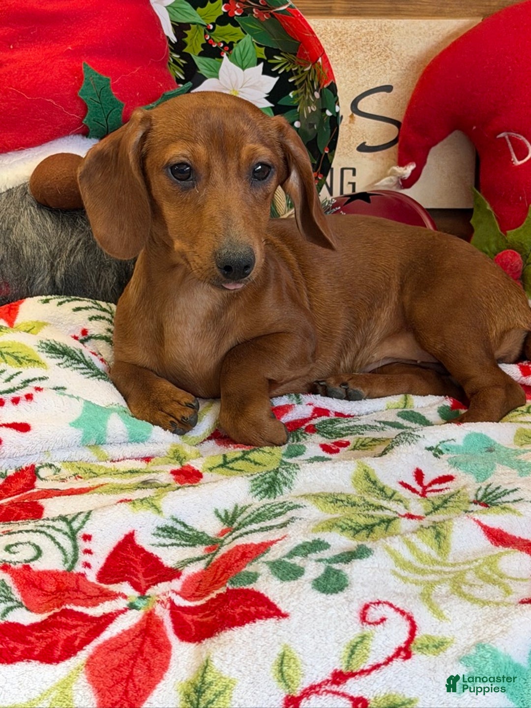 Dachshund dogs for sale: Ella - Ad 2