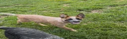 Australian Cattle Dog dogs for sale: Georgie Girl - Ad 34