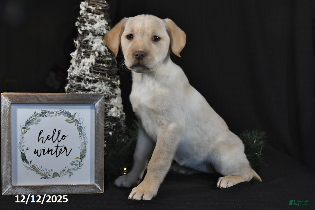 Labrador Retriever dogs for sale: Raine - Ad 3