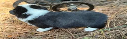 Mixed Breed dogs for sale: Black Girl 1 - Ad 19