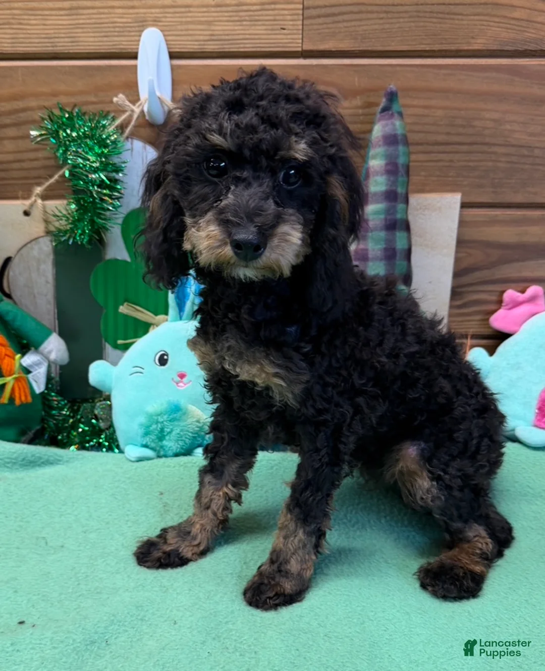 Cockapoo dogs for sale: Benny - Ad 1