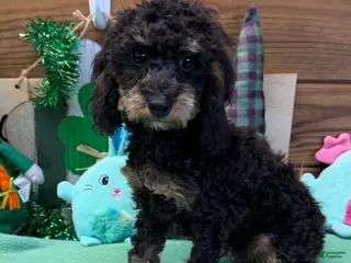 Cockapoo dogs Benny - Ad 11