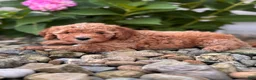 Whoodle dogs for sale: Mini North Carolina (Nora) - Ad 1