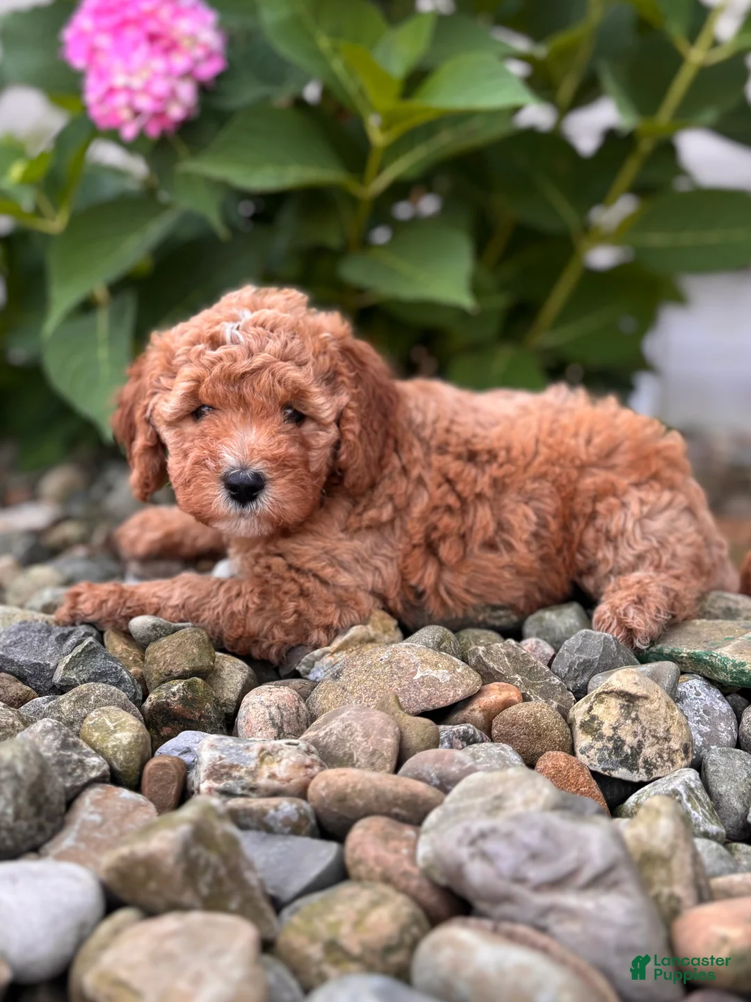 Whoodle dogs for sale: Mini North Carolina (Nora) - Ad 1