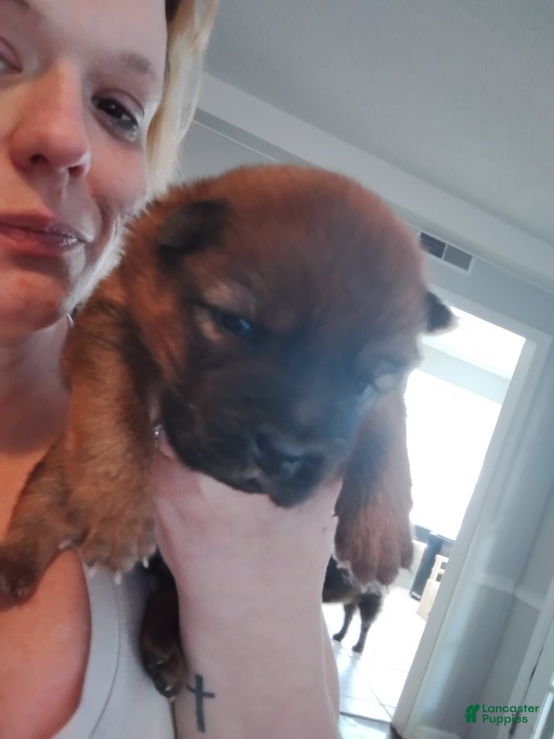 Chow Chow dogs for sale: Ariel  - Ad 1