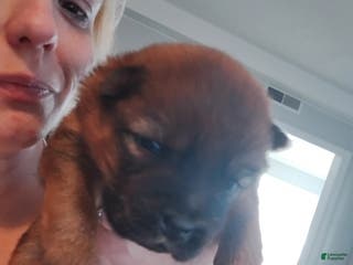 Chow Chow dogs Ariel - Ad 4