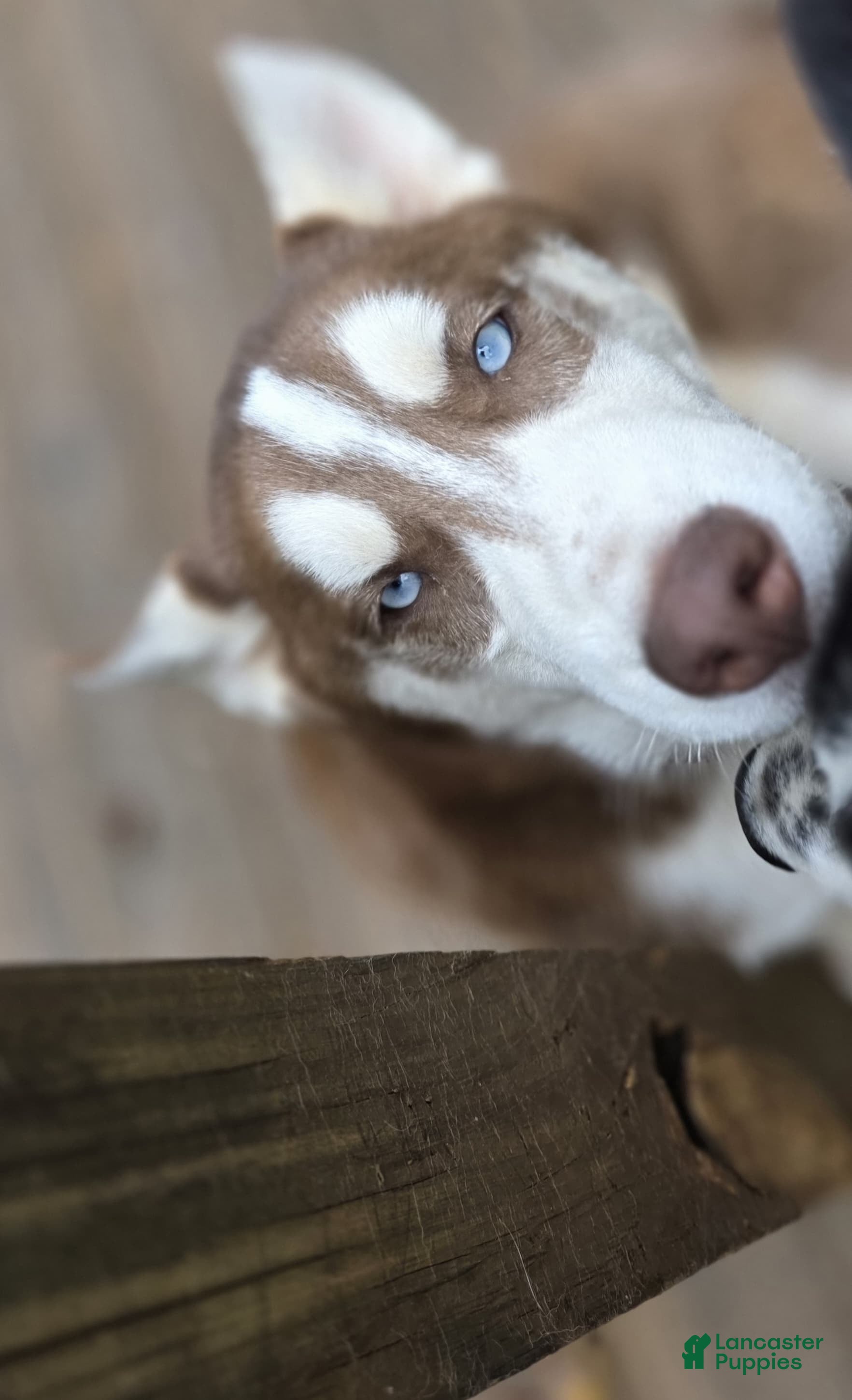 Siberian Husky dogs General - Ad 2