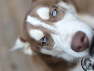 Siberian Husky dogs General - Ad 26