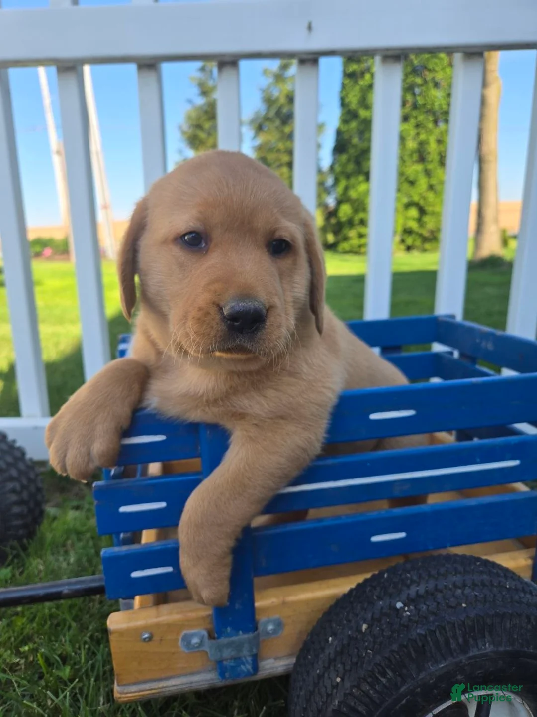 Labrador Retriever dogs for sale: Bowser - Ad 2