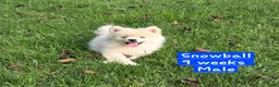 Pomsky dogs for sale: Snowball - Ad 4