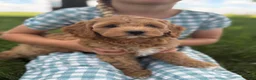 Cavapoo dogs for sale: Clover - Ad 4