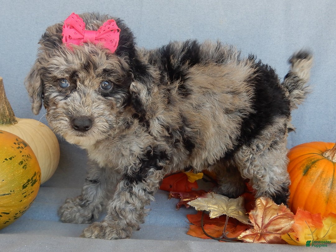 Sheepadoodle dogs for sale: Panda (medium) - Ad 42