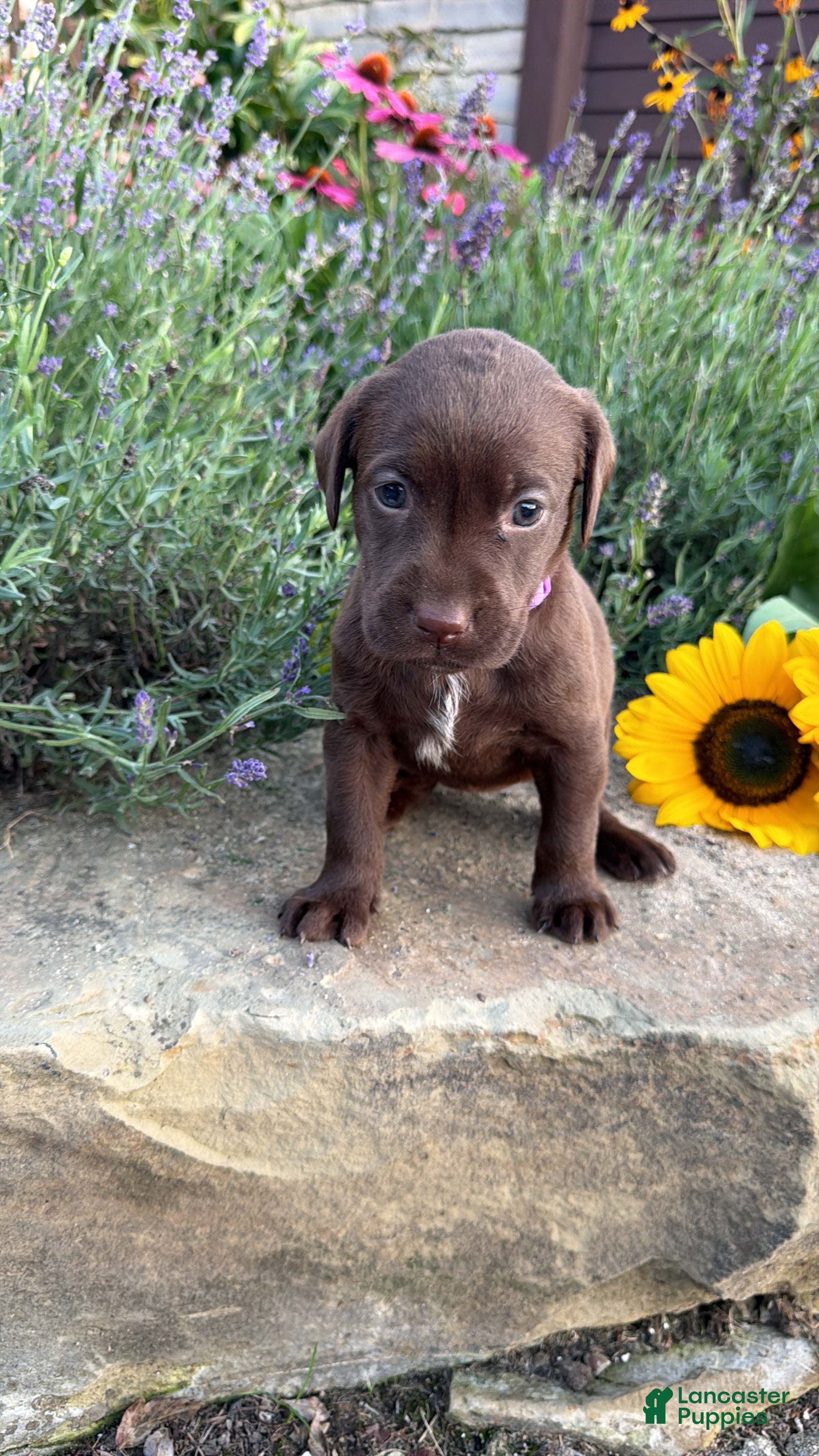 Labrador Retriever dogs Rosie - Ad 1