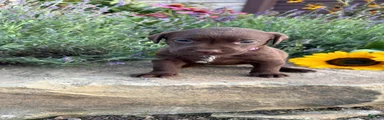 Rosie