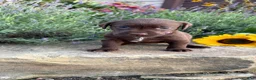 Labrador Retriever dogs for sale: Rosie - Ad 1