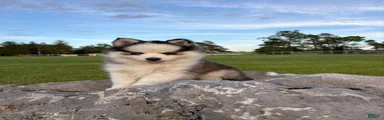 Pomsky 1