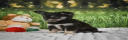 Chihuahua dogs for sale: Princess - Ad 4