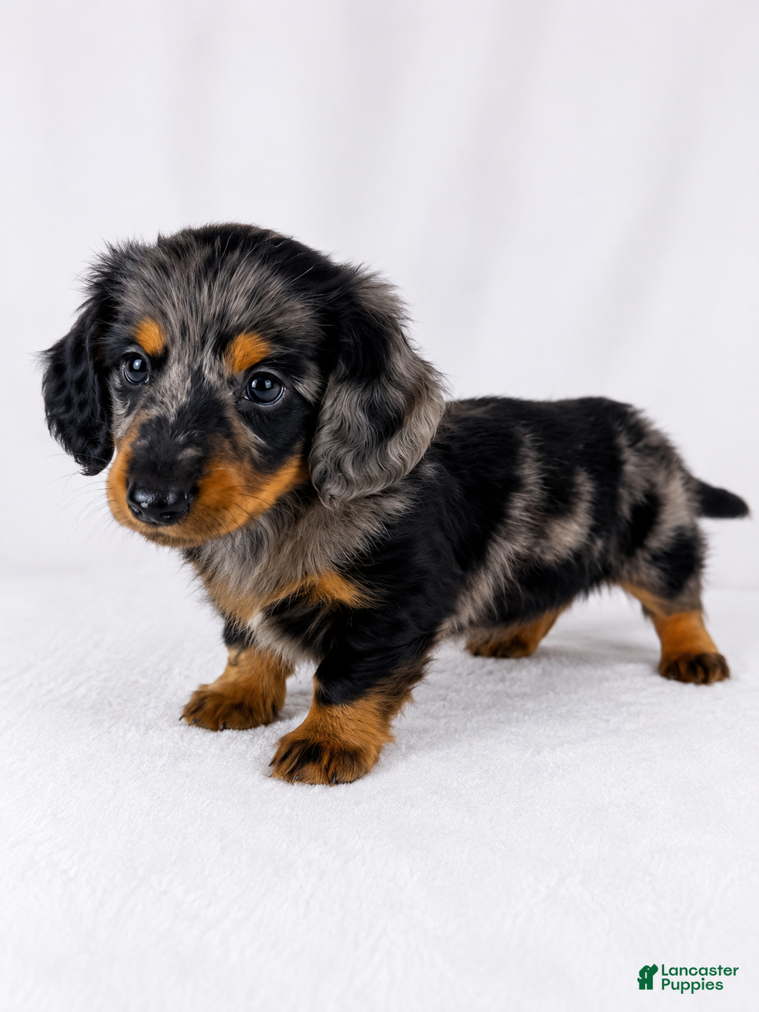Miniature Dachshund dogs Gizmo - Ad 1