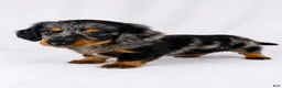 Miniature Dachshund dogs for sale: Gizmo - Ad 1