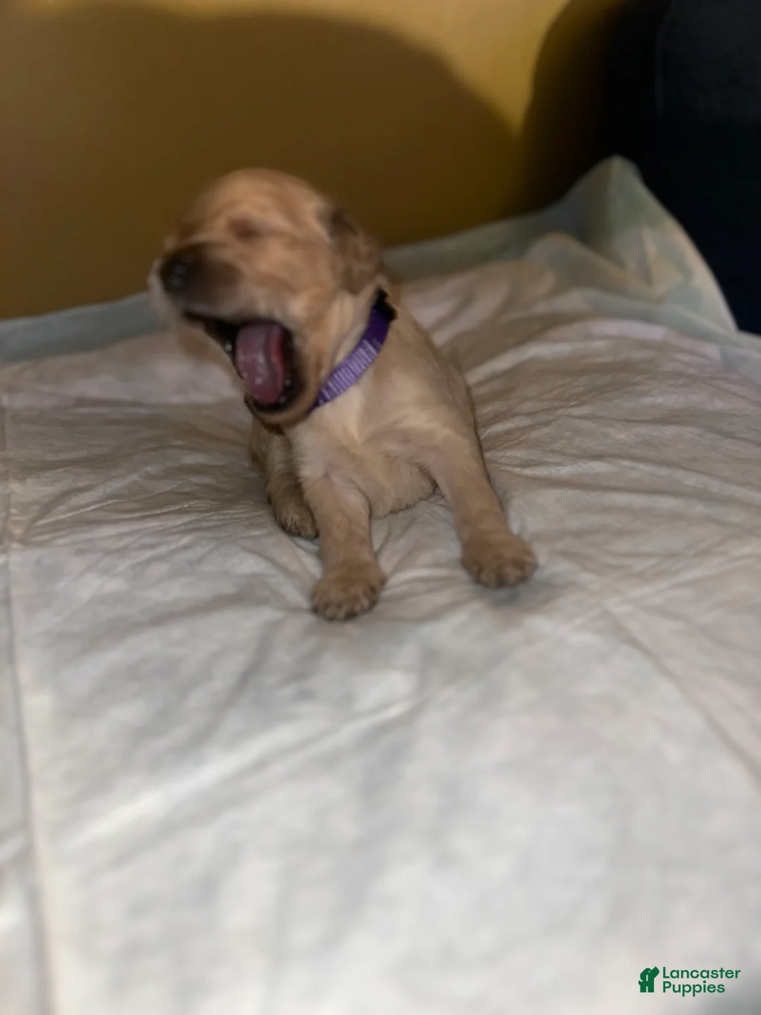 Double Doodle dogs for sale: Purple - Ad 2