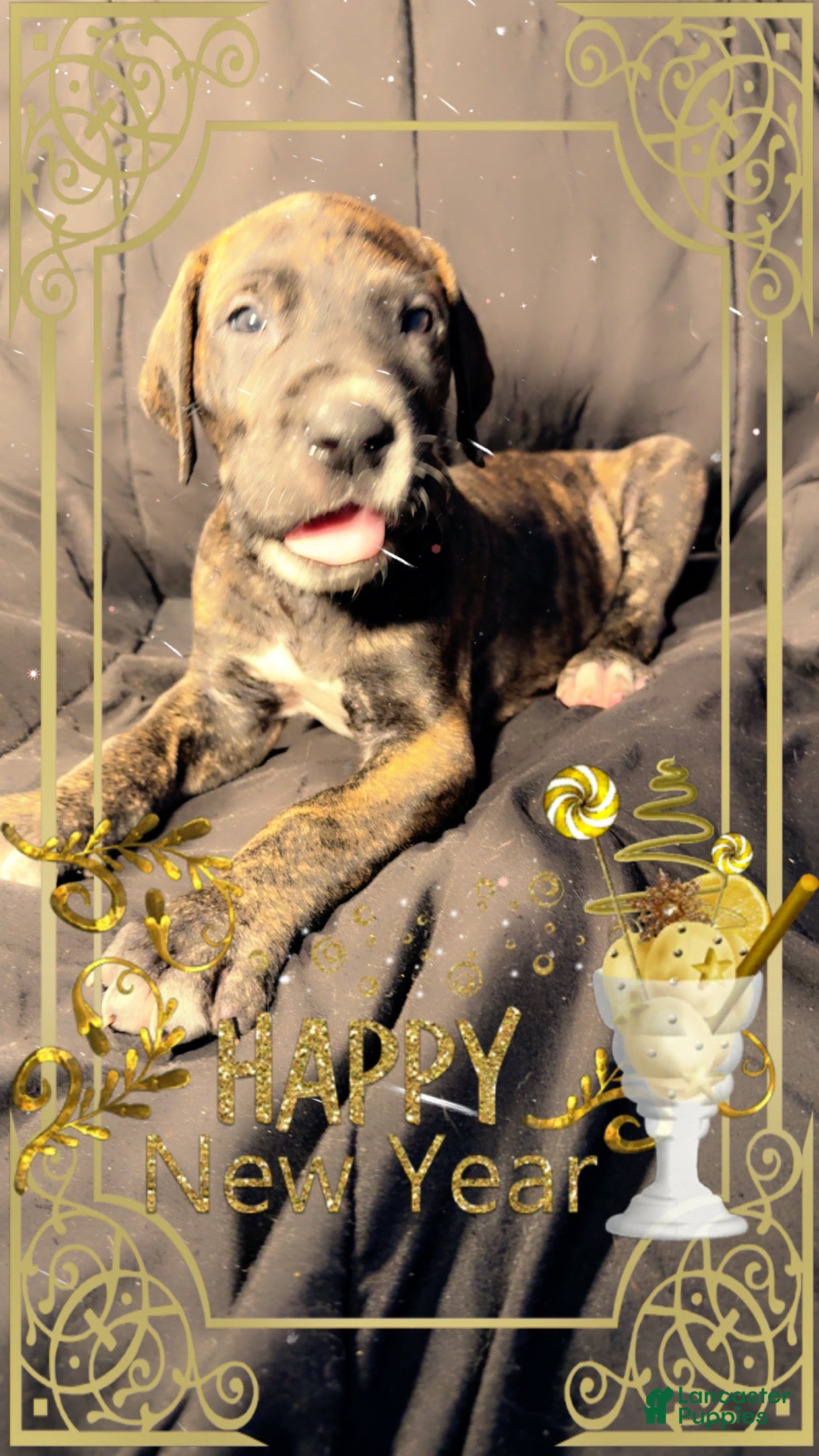 Great Dane dogs Mylar - Ad 30