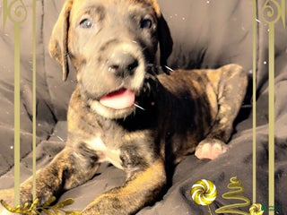 Great Dane dogs Mylar - Ad 41