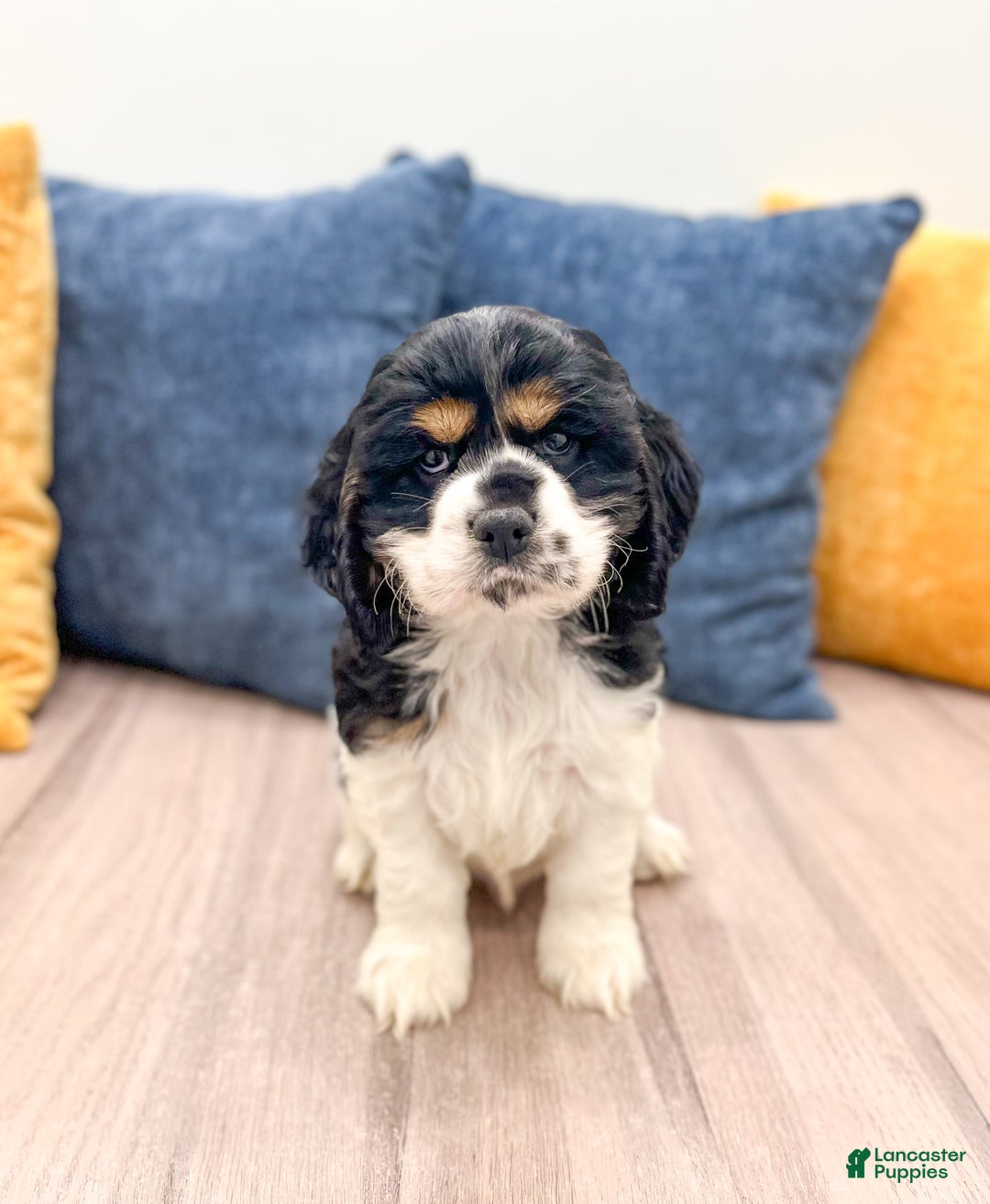 Cocker Spaniel dogs for sale: Jarvis - Ad 2