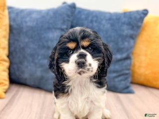 Cocker Spaniel dogs - Ad 24