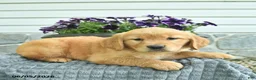 Golden Retriever dogs for sale: Trixie  - Ad 4