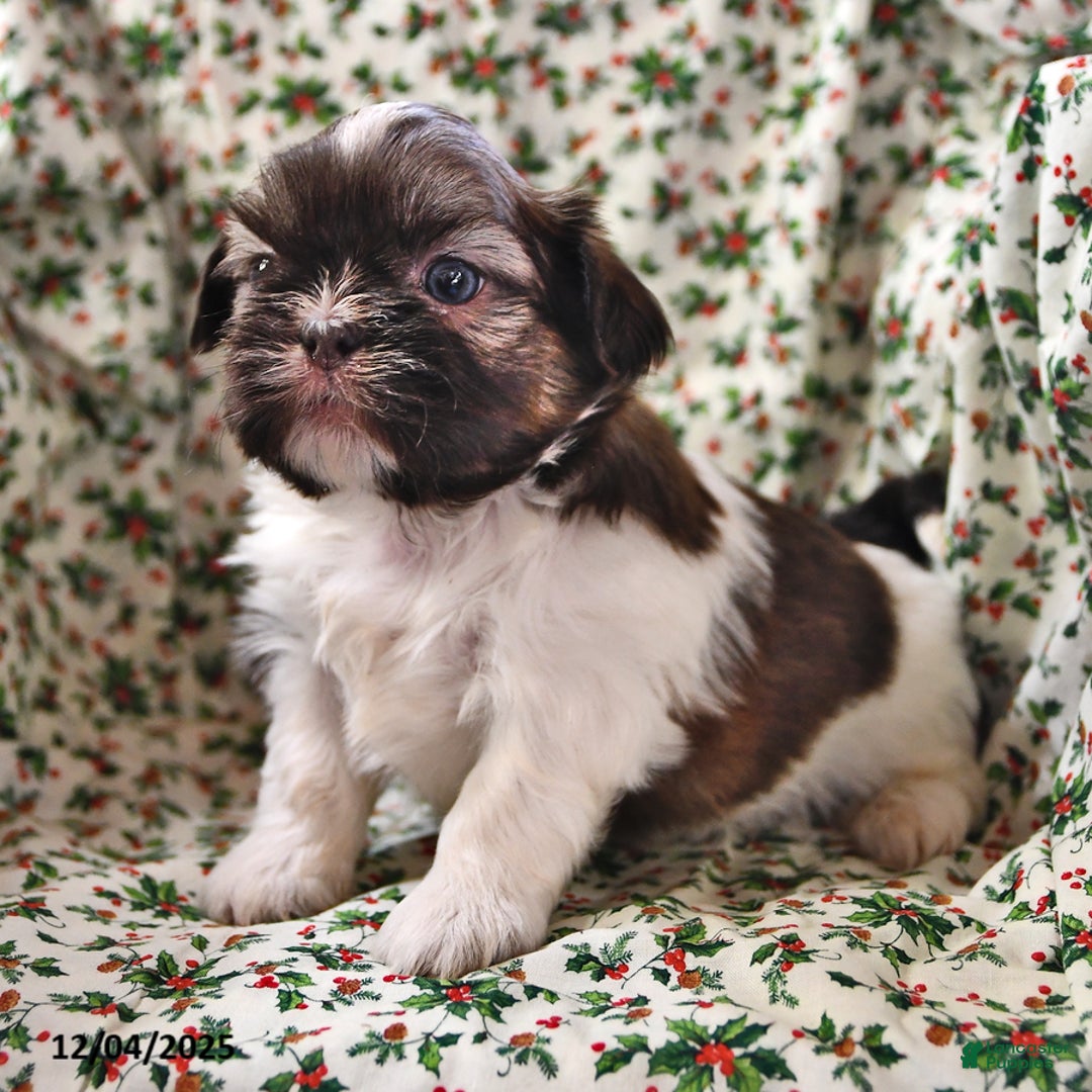 Shih Tzu dogs for sale: Mace - Ad 3