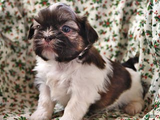 Shih Tzu dogs Mace - Ad 42