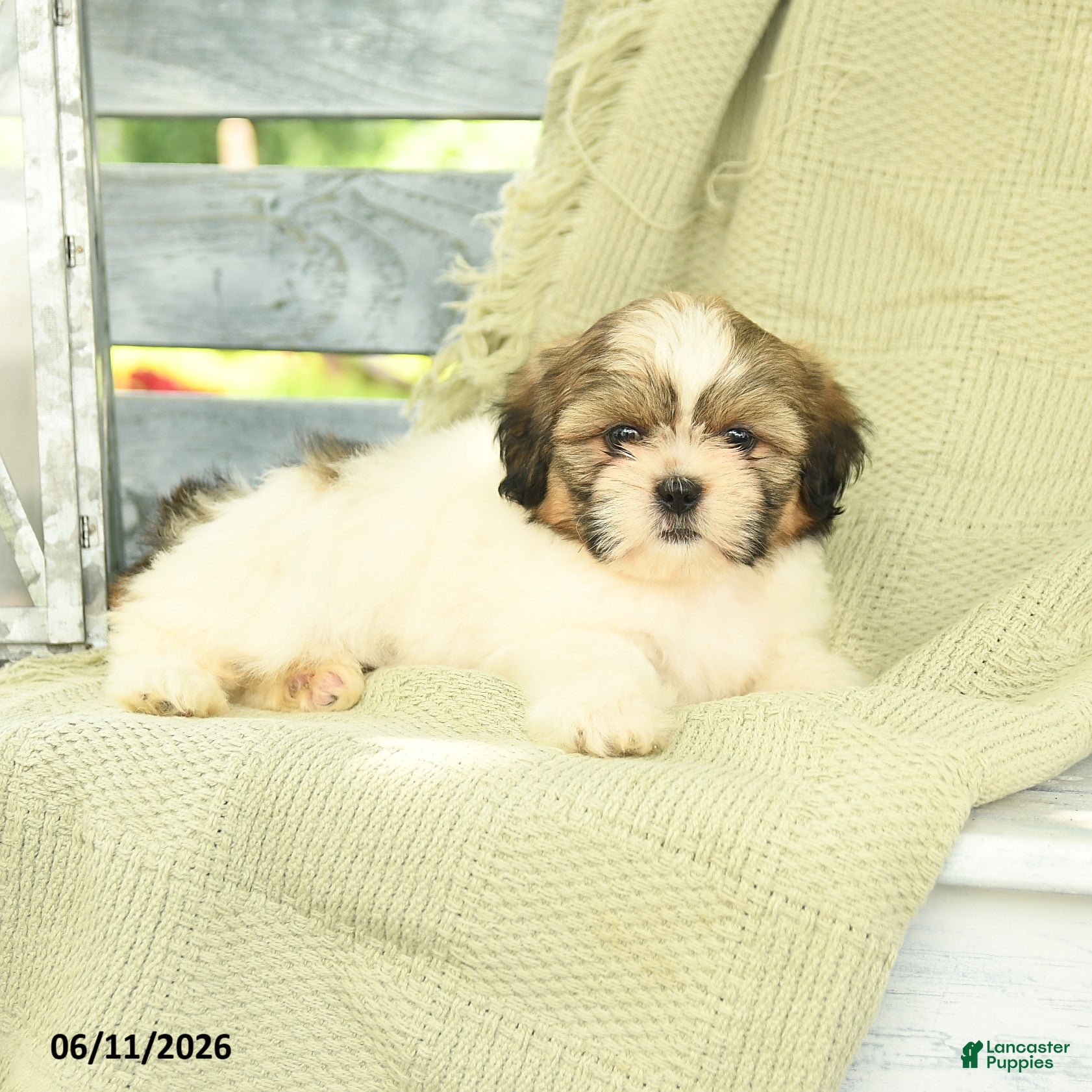 Shih Tzu dogs Hayden - Ad 2
