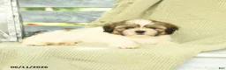 Shih Tzu dogs for sale: Hayden - Ad 2