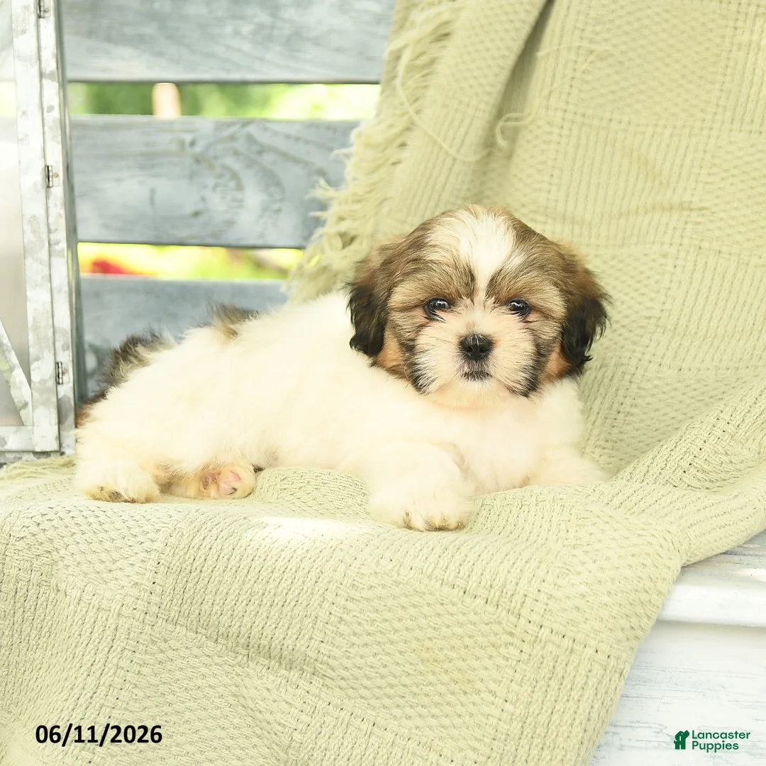 Shih Tzu dogs for sale: Hayden - Ad 2