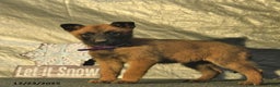 Belgian Malinois dogs for sale: Winter  - Ad 2