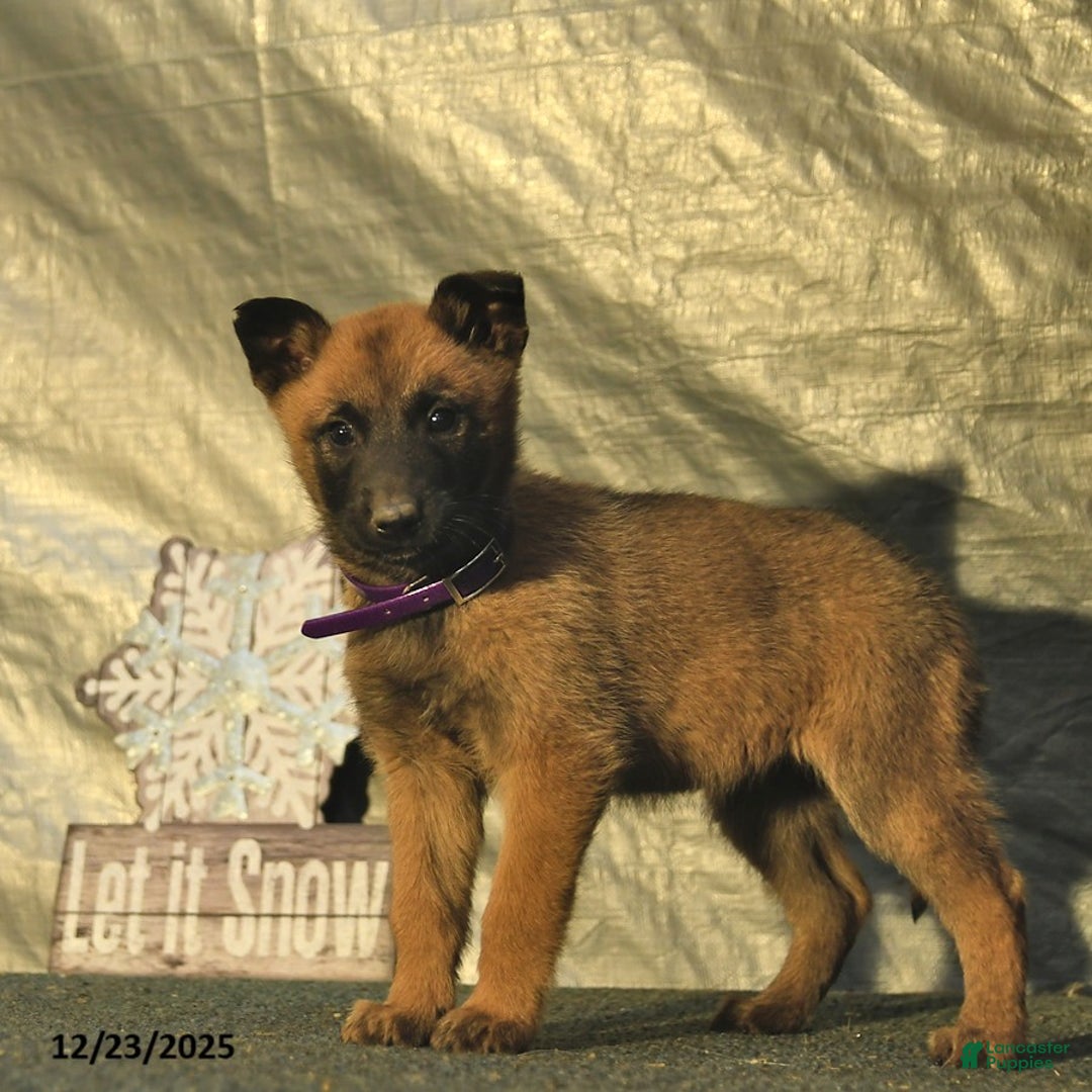 Belgian Malinois dogs for sale: Winter  - Ad 2