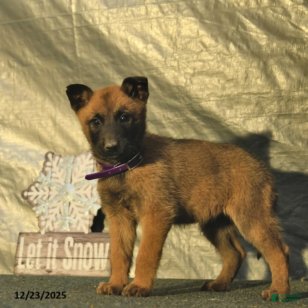 Belgian Malinois dogs for sale: Winter  - Ad 2