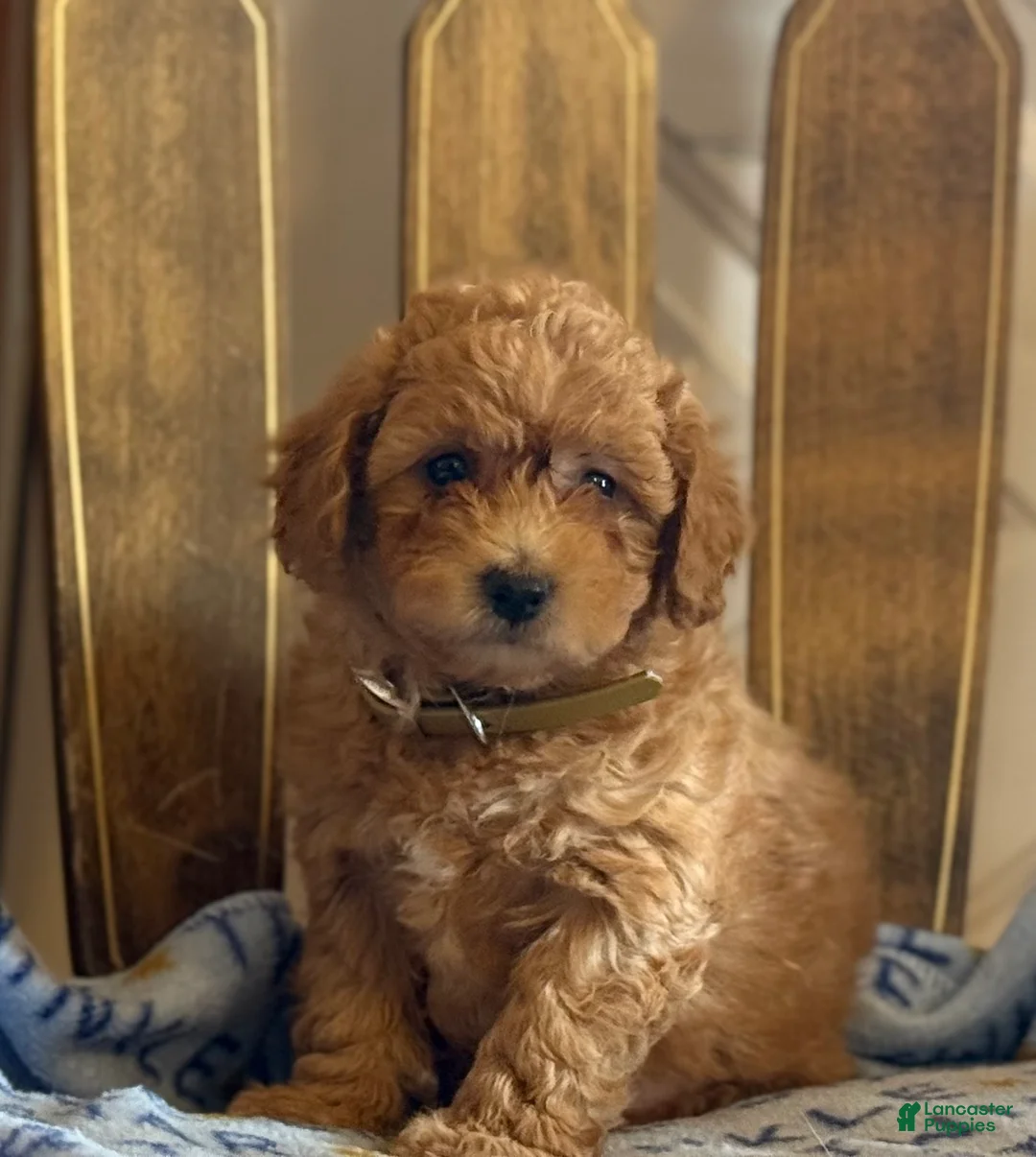 Bichpoo dogs for sale: Bitsy - Ad 3
